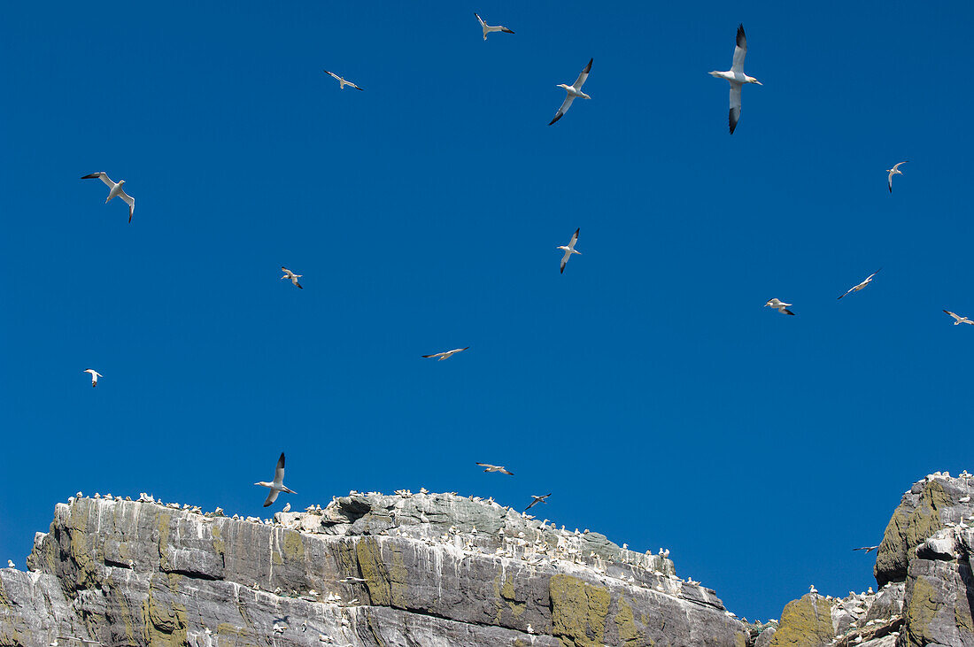 UK,Ireland,County Kerry,Skellig Islands,Little Skellig,Northern Gannets (Morus bassanus) in flight