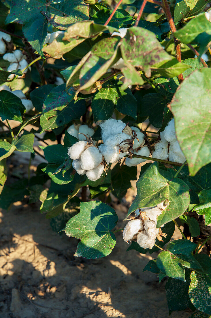 USA,Mississippi,Cotton field,Clarksdale