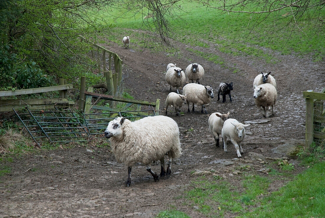 UK,Cotswolds,Schafe auf grünem Hügel,kaputter Zaun,grünes Feld,Mickleton