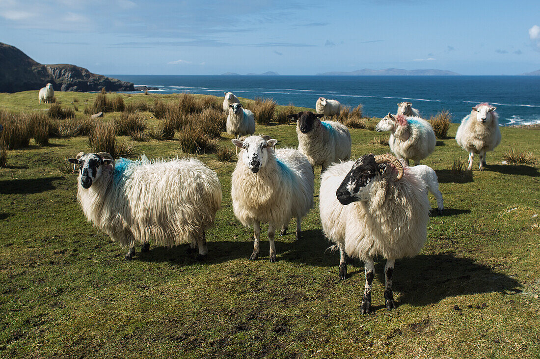UK,Ireland,County Kerry,Cahersiveen,Sheep in field