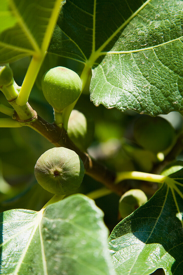 Griechenland,Chalkidiki,Feigenfruchtbaum Detail,Ierissos