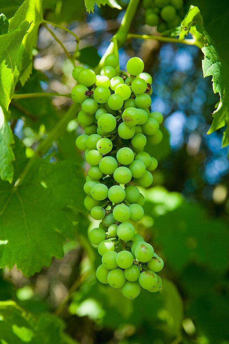 Greece,Halkidiki,Bunches of green grapes on vines,Sithonia