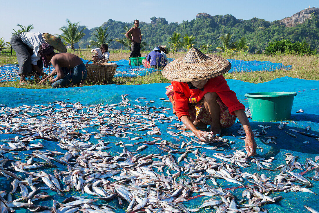 Myanmar (Birma),Fischtrocknung,Division Irrawaddyi