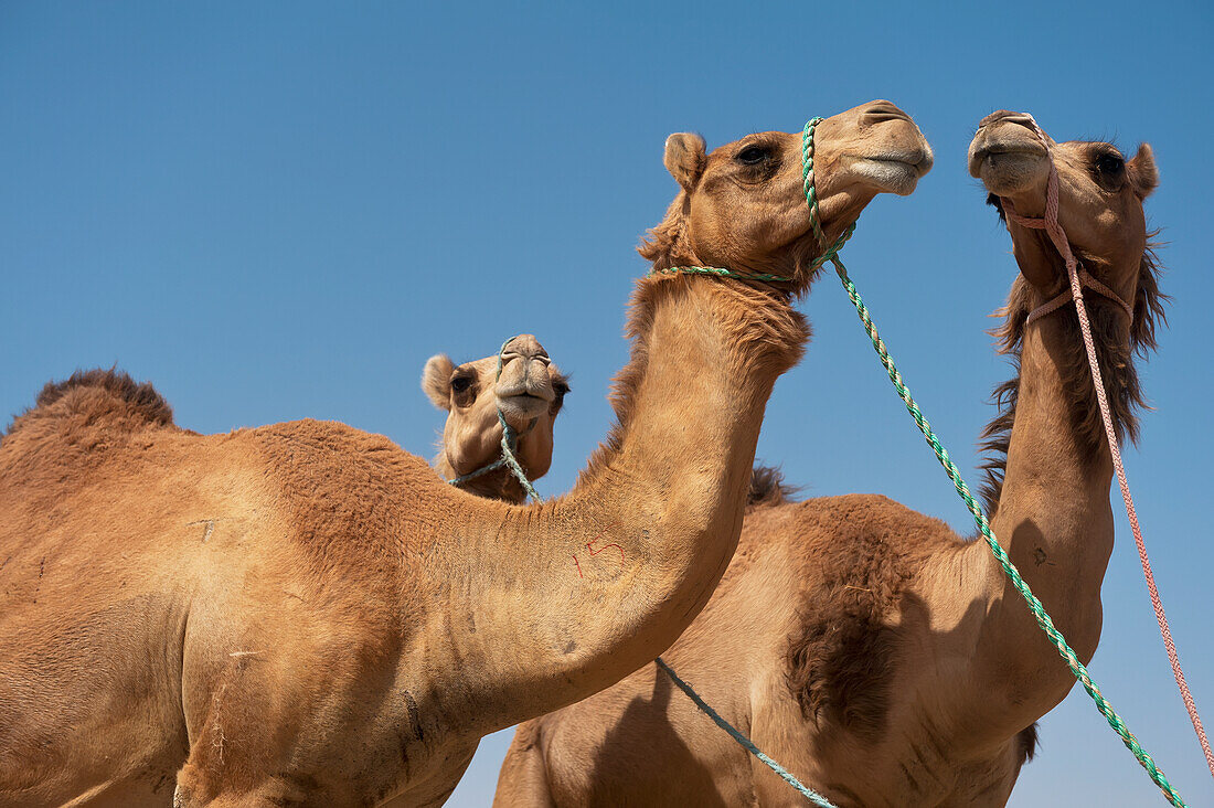 Kamele zu verkaufen im Kamelmarkt,Al Ain,Abu Dhabi,Vereinigte Arabische Emirate