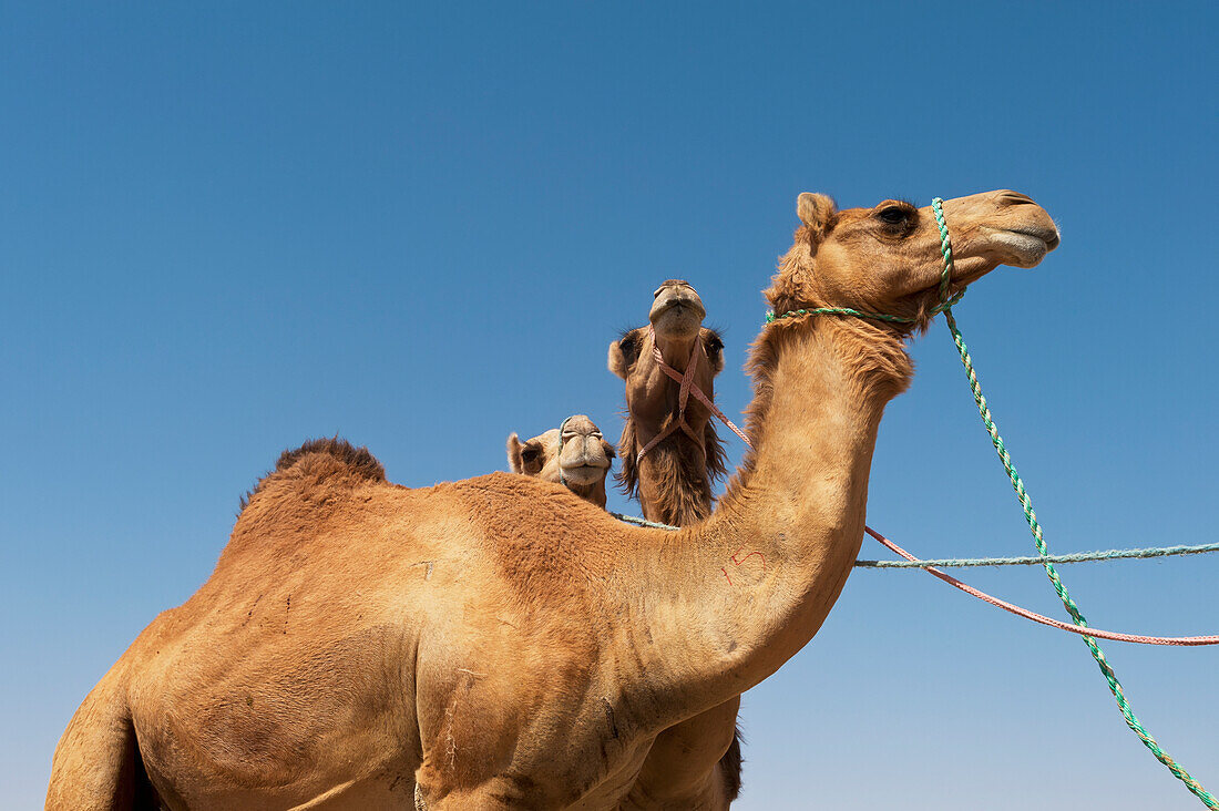 Kamele zu verkaufen auf dem Kamelmarkt, Al Ain, Abu Dhabi, Vereinigte Arabische Emirate