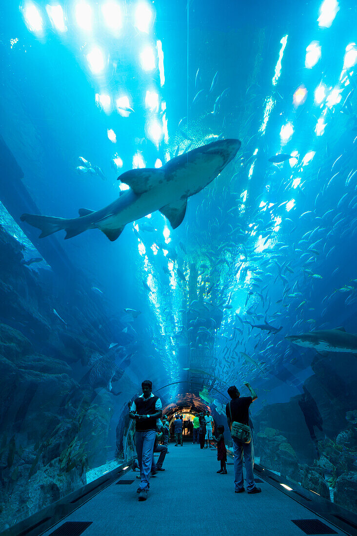 Haie schwimmen über den Menschen im Tunnel, Dubai Mall Aquarium, Dubai, Vereinigte Arabische Emirate