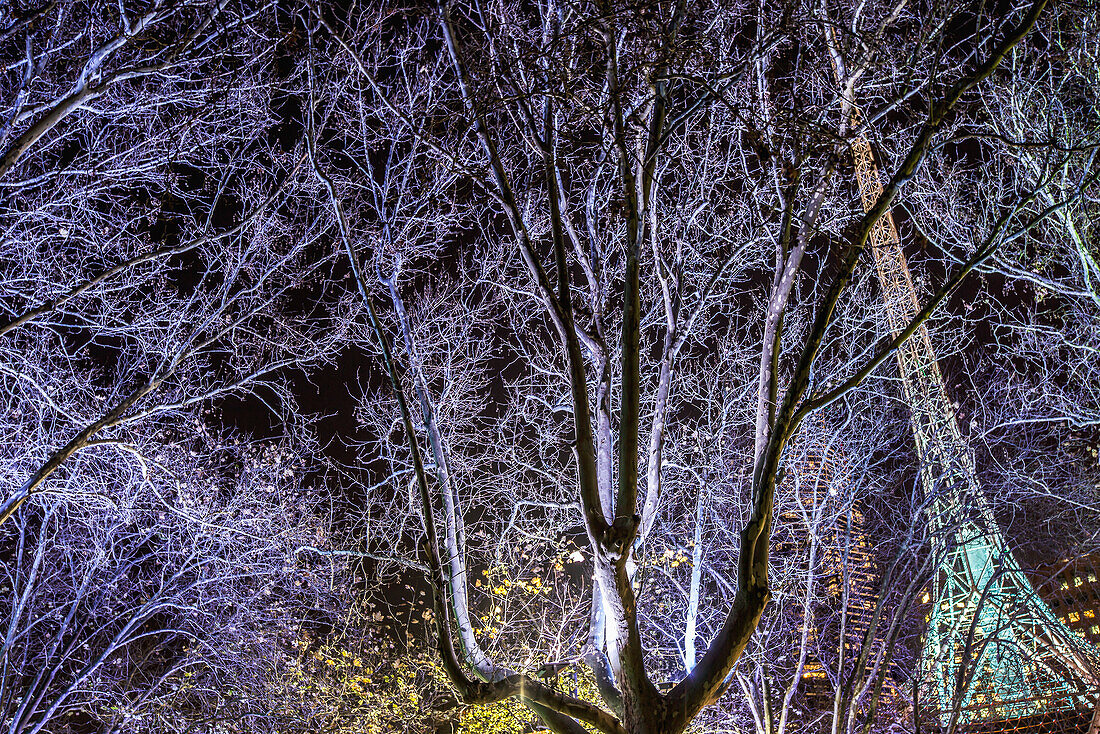 Australia,Victoria,Bare tree in front of Melbourne Arts centre,Melbourne