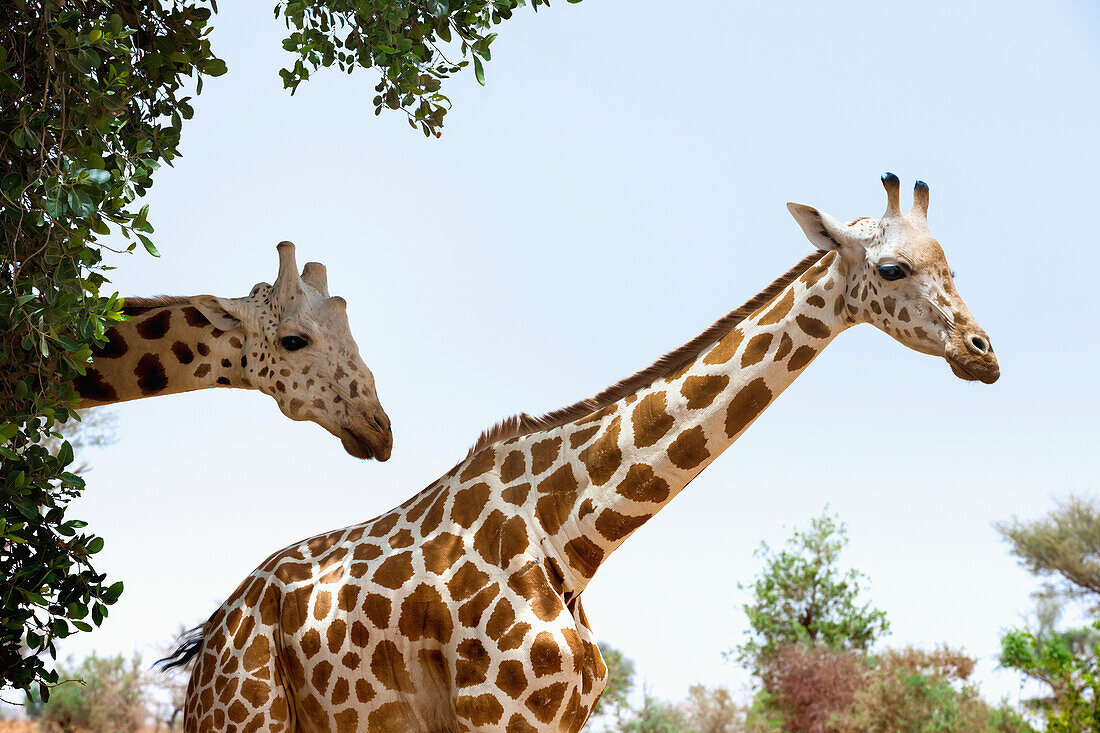 Eine Unterart der Giraffe, die sich durch ihre hellen Flecken auszeichnet, wurde im 19. Jahrhundert in den Sahel-Regionen Westafrikas gefunden, Südwest-Niger, letzte Herde der gefährdeten (Iucn 3.1) Westafrikanischen Giraffe (Giraffa Camelopardalis Peralta)