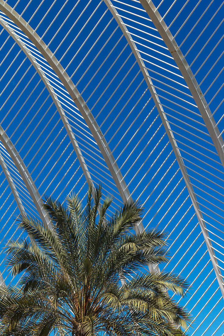 Palm Tree And Cloud In Umbracle In Ciudad De Las Artes Y Las Ciencias (City Of Arts And Sciences),Valencia,Spain.