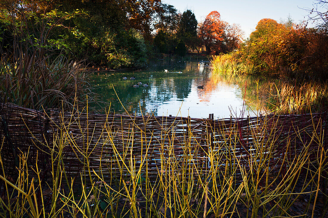 Teich im Greenwich Park im Herbst, Greenwich, London, England, Großbritannien