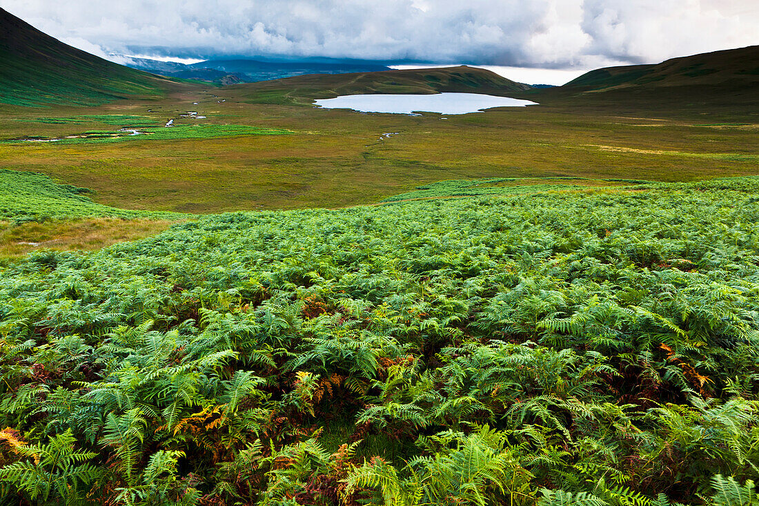 Bracken und Burnmoor Tarn, Westlicher Seenbezirk, Cumbria, England, Großbritannien