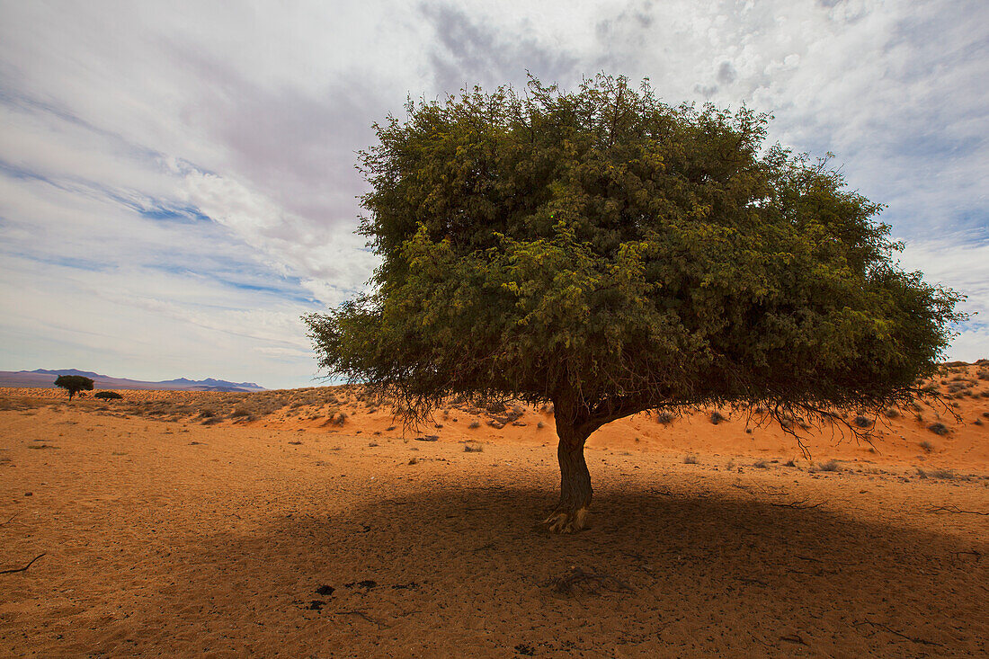 Tree In Desert,Namibia
