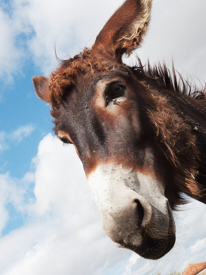 Donkey's Head Against A Blue Sky With Cloud,Charente,France