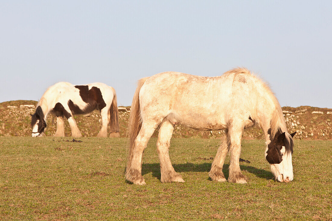 Pferde grasen auf einer Wiese,Pembrokeshire Coastal Path,Wales,Vereinigtes Königreich