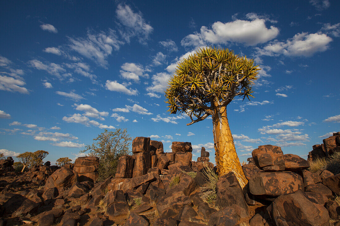 Köcherbaum mit Cirrocumulus Floccus Warm in Orange,Namibia