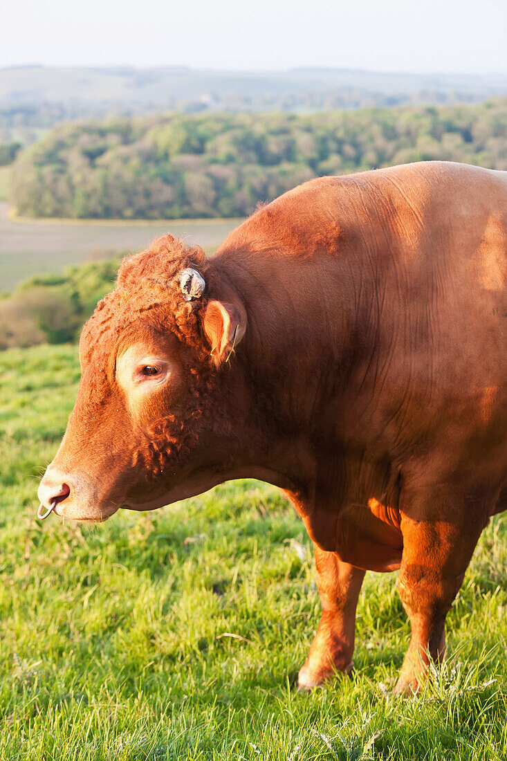 Stier auf einem Feld in der Nähe von Wingreen Hill, Dorset, England