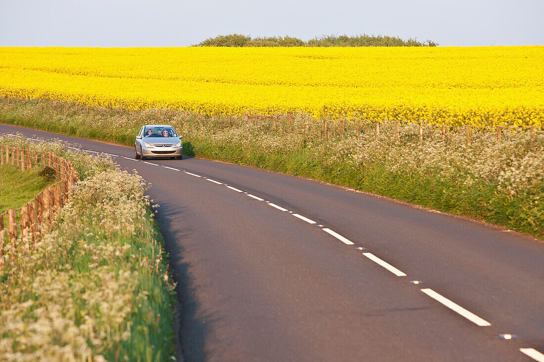 Auto fährt an gelben Rapsfeldern in der Nähe von Wingreen Hill, Dorset, England, vorbei