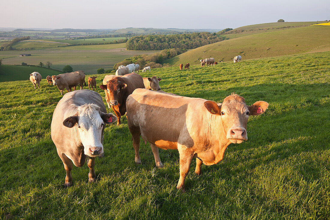 Cows And A Bull In A Field In The Typical English Countryside Of Rolling Hills Near Wingreen Hill,The Highest Point In Dorset,England