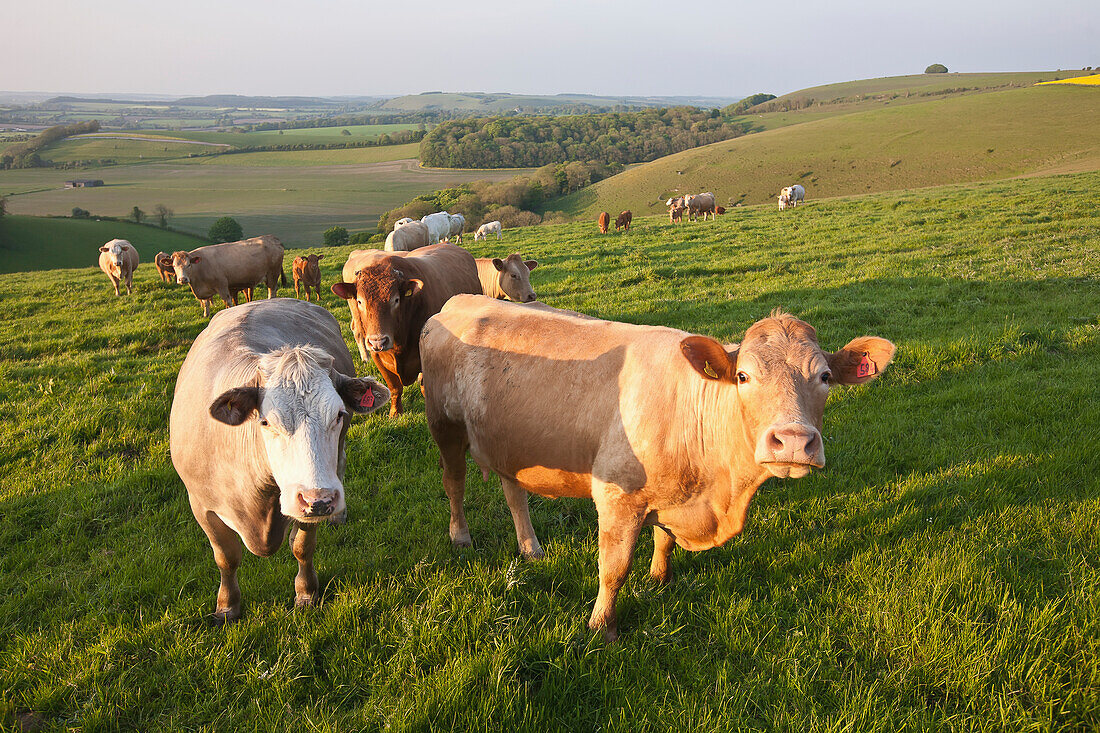 Kühe und ein Stier auf einem Feld in der typisch englischen Hügellandschaft bei Wingreen Hill, dem höchsten Punkt in Dorset, England