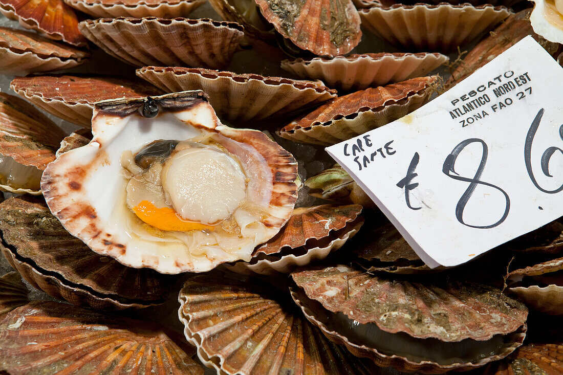 Jakobsmuscheln zum Verkauf auf dem Rialto-Markt, Venedig, Italien