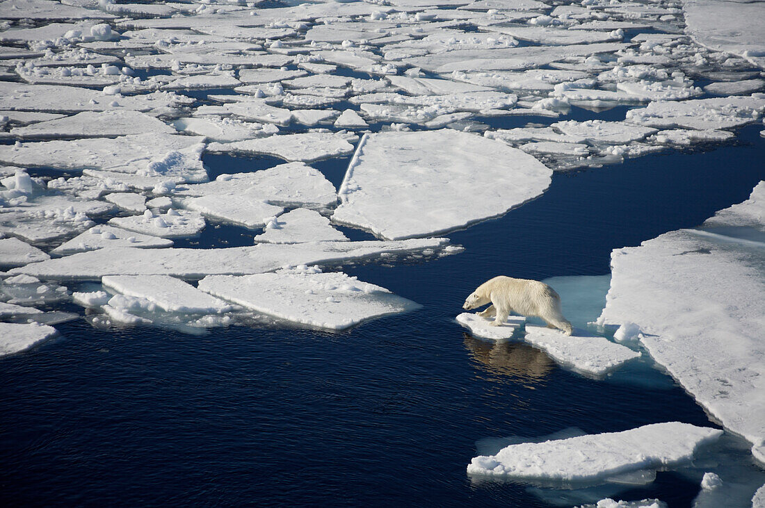 Eisbär auf schmelzendem Meereis, Blick vom Kreuzfahrtschiff, Svalbard, Norwegen