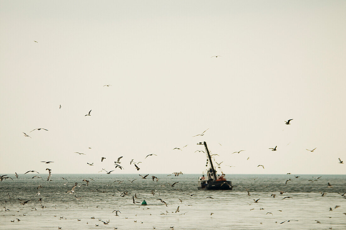Seagulls Surround A Fishing Trawler Off The Coast Of Shaldon,Shaldon,Devon,England