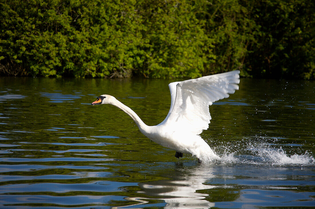 A Swan In Gloucester And Sharpness Canal,Gloucester,England