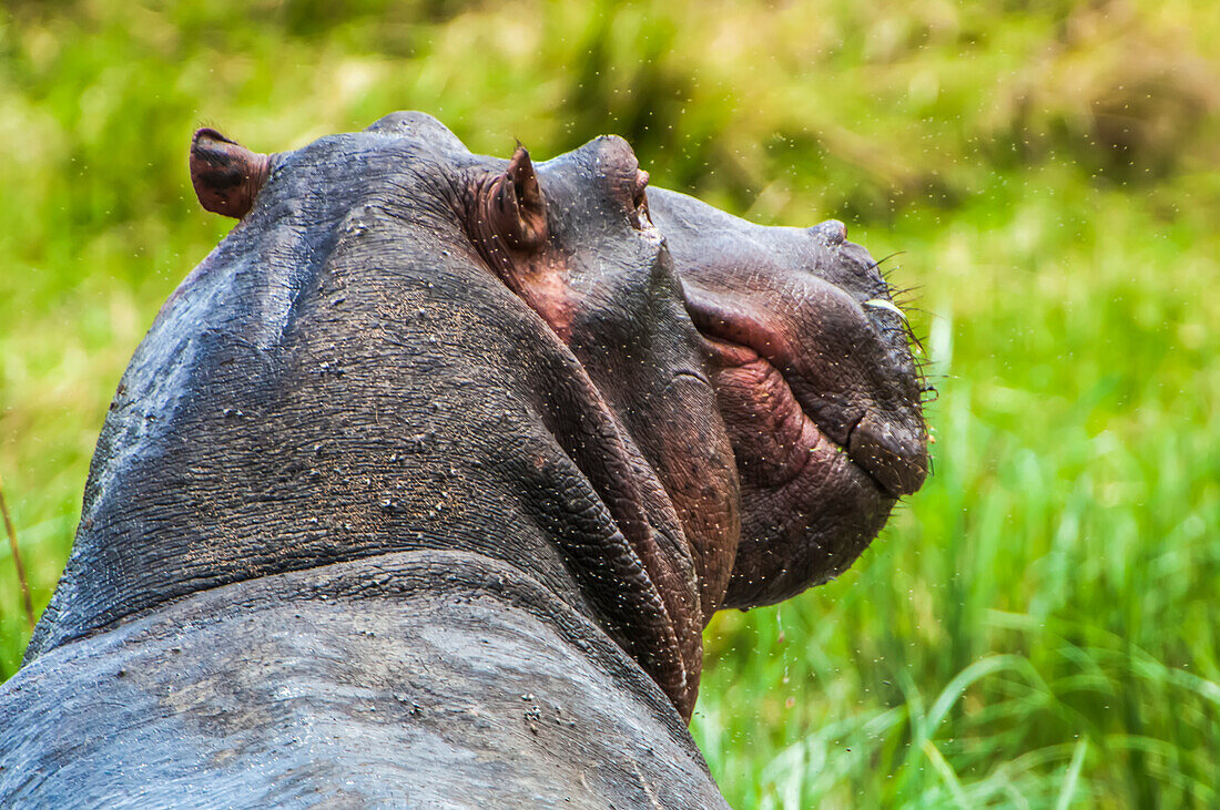 Nahaufnahme der Rückansicht eines Nilpferdkopfes (Hippopotamus amphibius), Afrika