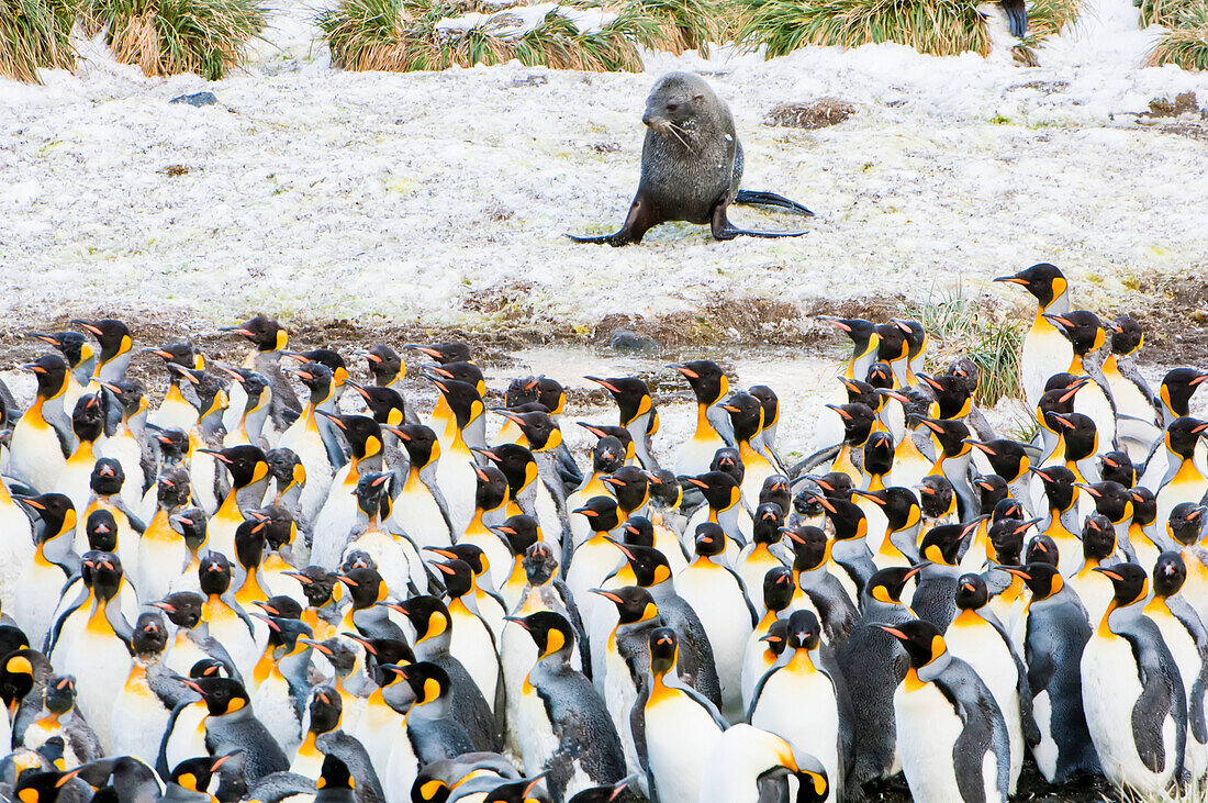 Antarktische Pelzrobbe (Arctocephalus gazella) mit einer Kolonie von Königspinguinen (Aptenodytes patagonicus), Antarktis