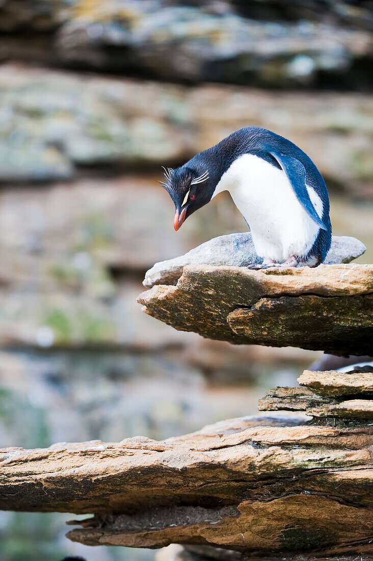 Southern Rockhopper penguin (Eudyptes chrysocome) looks down from a rocky ledge,Falkland Islands