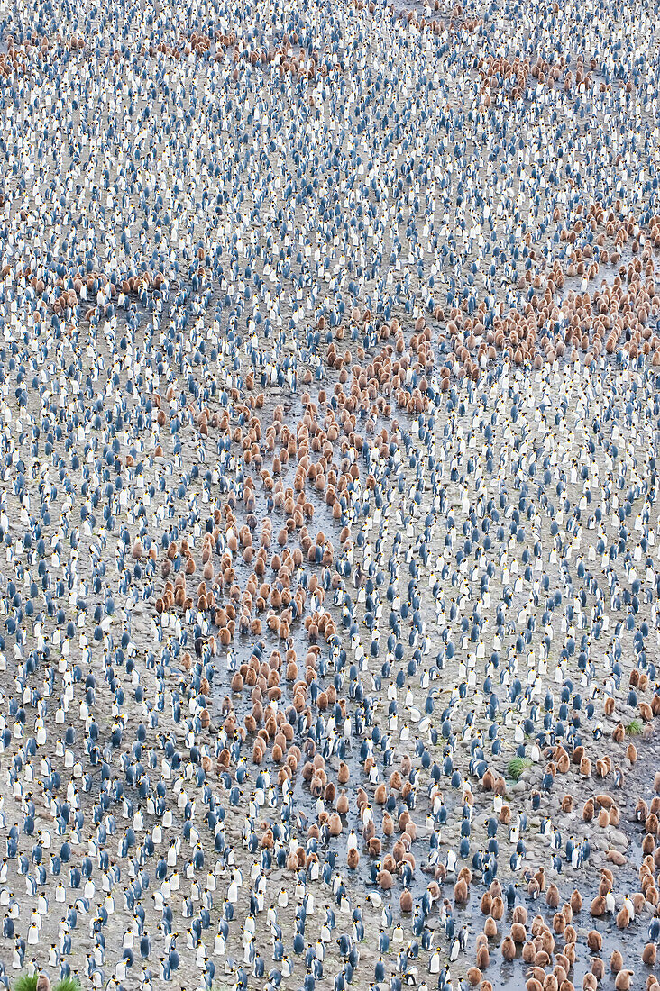 Große Kolonie von Königspinguinen (Aptenodytes patagonicus) mit ihren Küken in der Antarktis,Südgeorgien-Insel,Antarktis