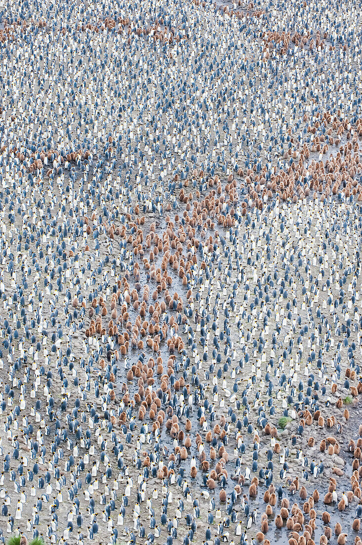 Large colony of King penguins (Aptenodytes patagonicus) with their chicks in Antarctica,South Georgia Island,Antarctica