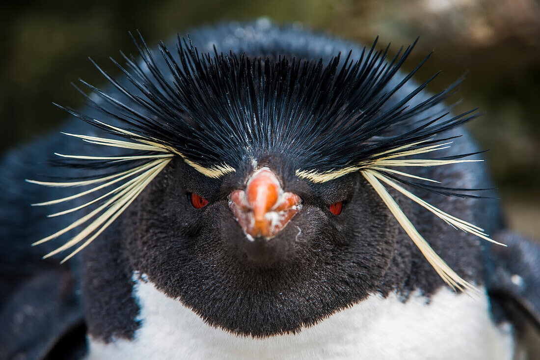 Nahaufnahme des Kopfes eines Südlichen Felsenpinguins (Eudyptes chrysocome), Falklandinseln