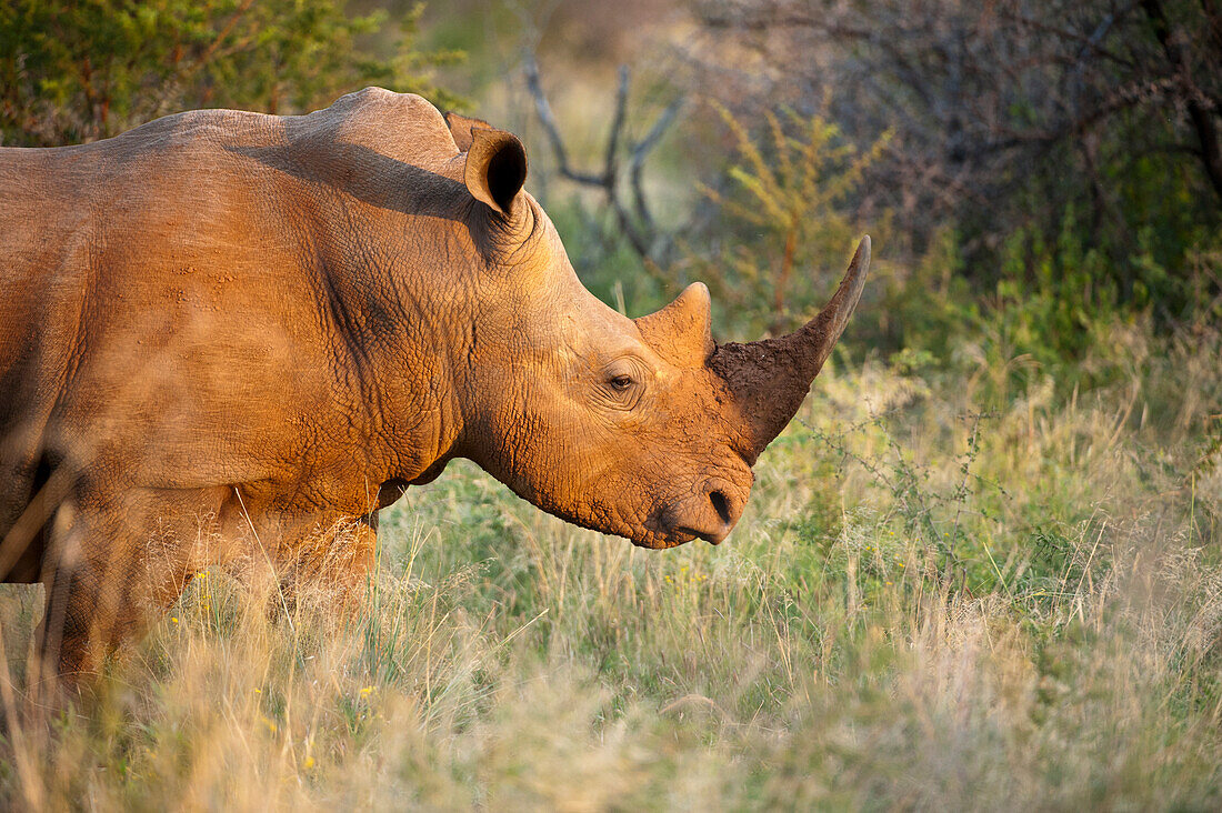 Südliches Breitmaulnashorn (ICeratotherium simum simum) im Madikwe Game Preserve, Südafrika, Südafrika