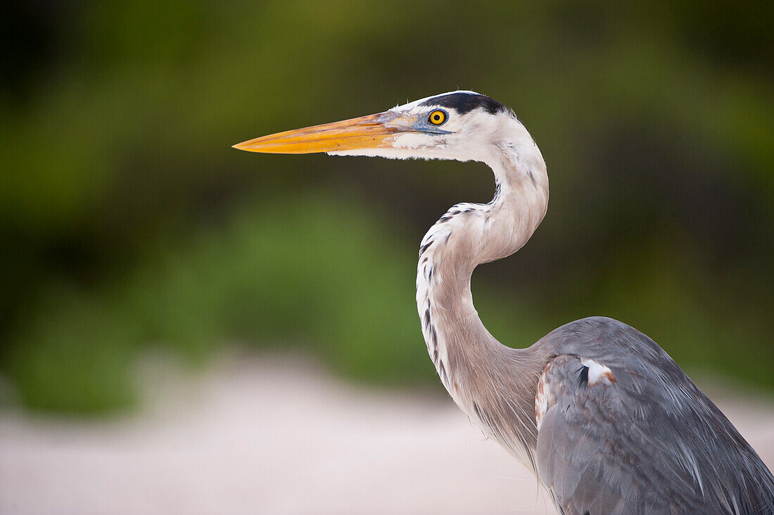 Blaureiher (Ardea herodias) im Galapagos-Nationalpark,Galapagos-Inseln,Ecuador