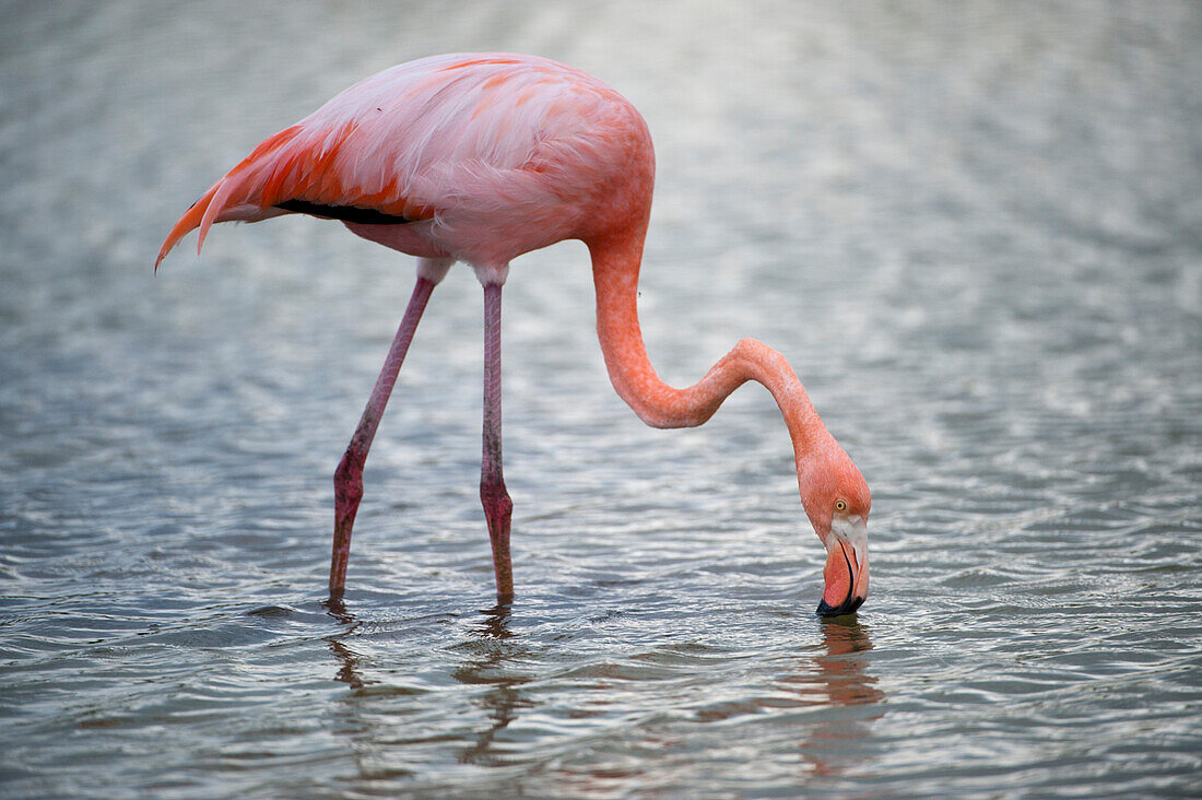 Amerikanischer Flamingo (Phoenicopterus ruber) bei der Futtersuche im Wasser im Galapagos-Nationalpark,Galapagos-Inseln,Ecuador