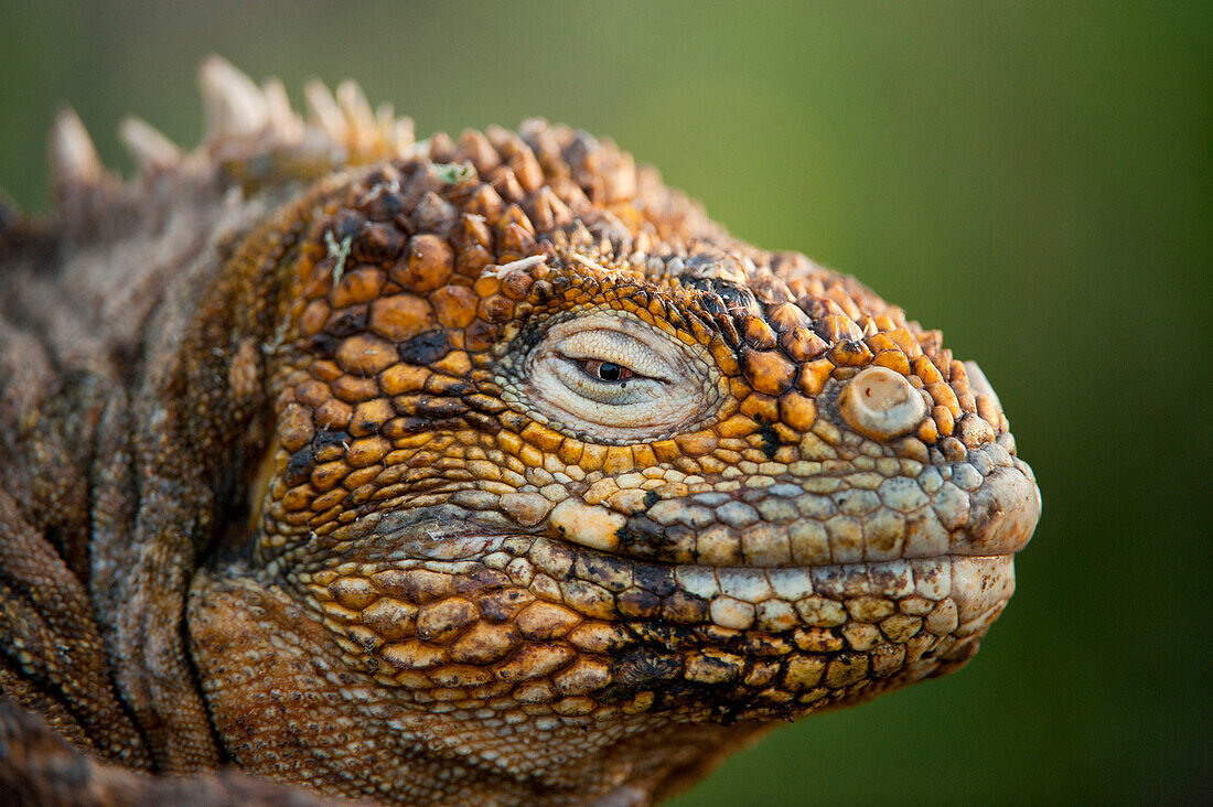 Close up of a Galapagos land iguana (Conolophus subcristatus) in Galapagos Islands National Park,North Seymour Island,Galapagos Islands,Ecuador