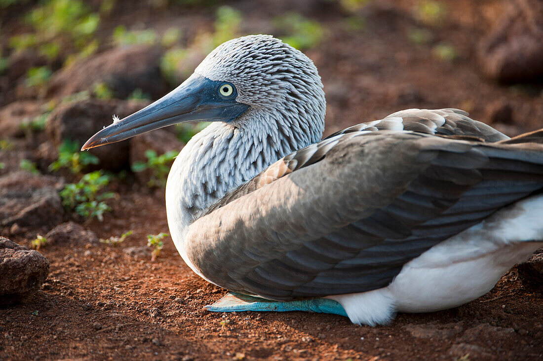 Nahaufnahme eines Blaufußtölpels (Sula nebouxii) auf der Nordseeinsel im Nationalpark der Galapagosinseln, Nordseeinsel, Galapagosinseln, Ecuador