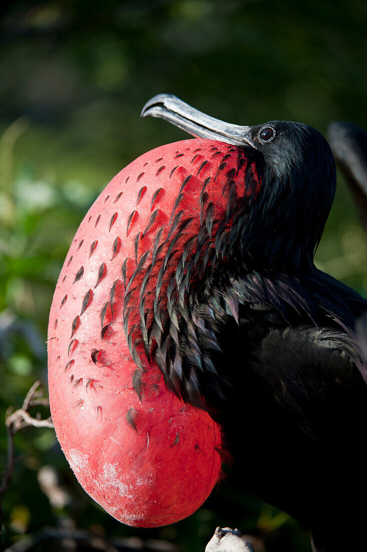 Male Magnificent frigatebird (Fregata magnificens) displays his neck pouch to attract females in Galapagos Islands National Park,North Seymour Island, Galapagos Islands,Ecuador