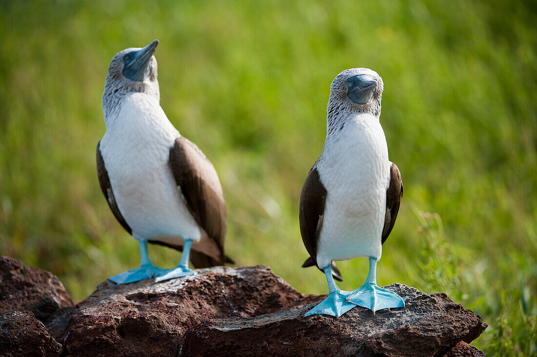 Zwei Blaufußtölpel (Sula nebouxii) stehen nebeneinander auf einem Felsen im Galapagos-Inseln-Nationalpark, North Seymour Island, Galapagos-Inseln, Ecuador