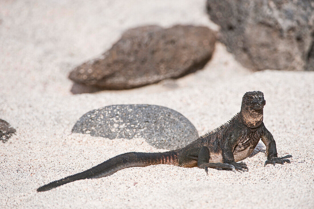 Meeresleguan (Amblyrhynchus cristatus) auf der Nord-Seymour-Insel im Nationalpark der Galapagos-Inseln, Nord-Seymour-Insel, Galapagos-Inseln, Ecuador