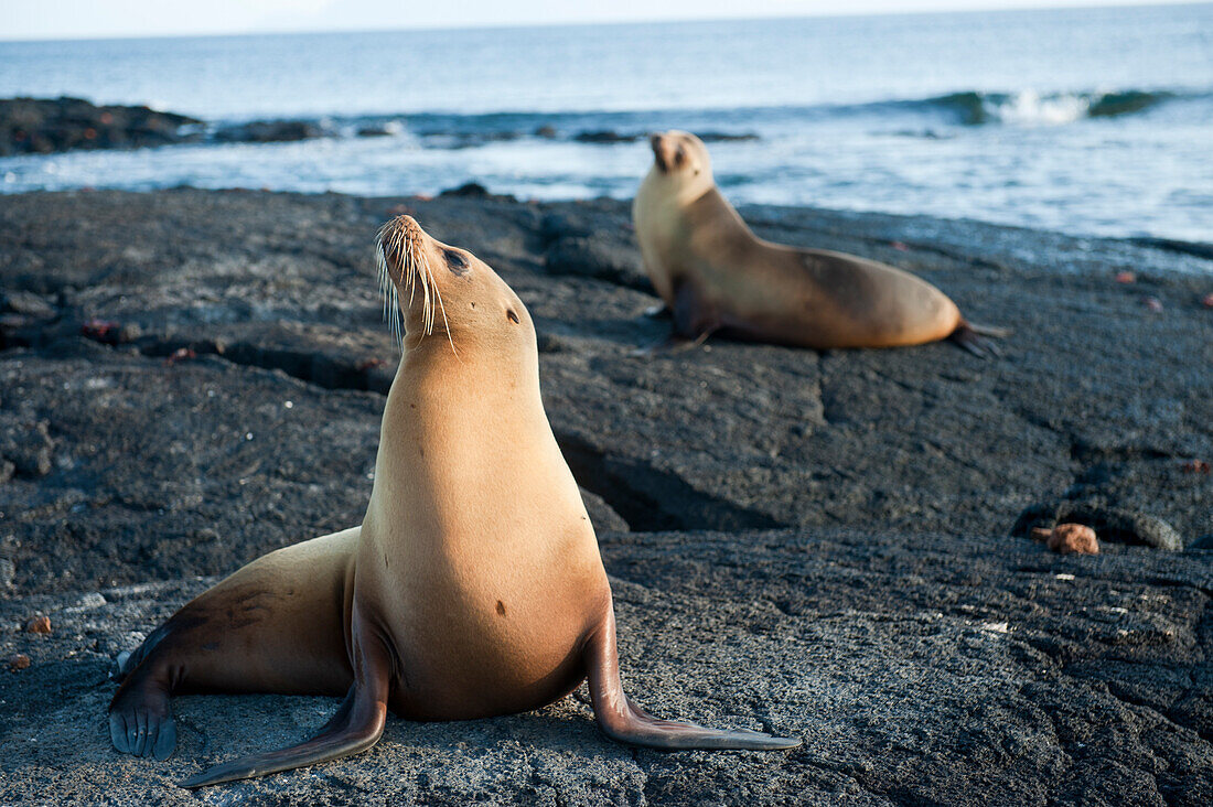 Endangered Galapagos sea lions (Zalophus wollebaeki) on Fernandina Island in Galapagos Islands National Park,Fernandina Island,Galapagos Islands,Ecuador