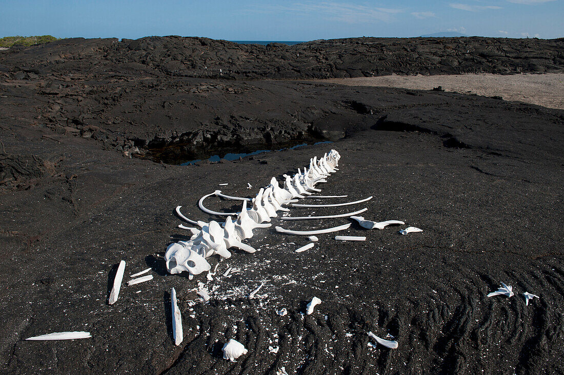 Whale skeleton on Fernandina Island in Galapagos National Park,Fernandina Island,Galapagos Islands,Ecuador