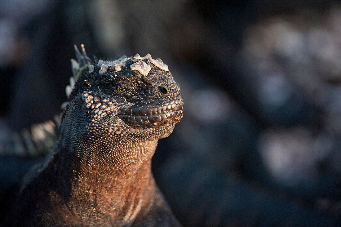 Nahaufnahme eines Meeresleguans (Amblyrhynchus cristatus) im Sonnenlicht im Galapagos-Inseln-Nationalpark,Fernandina-Insel,Galapagos-Inseln,Ecuador