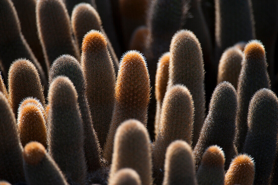 Close up of Lava cactus (Brachycereus Nesioticus) on Fernandina Island in Galapagos National Park,Fernandina Island,Galapagos Islands,Ecuador
