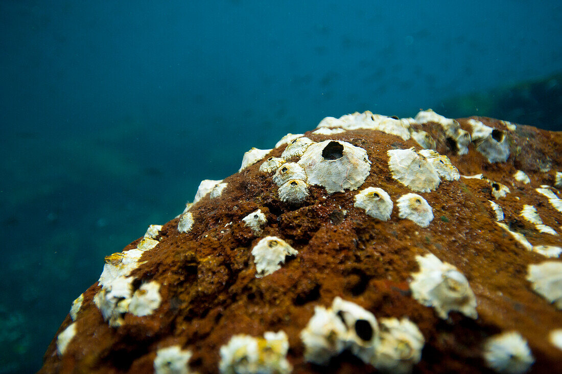 Unterwasserlandschaft bei der Insel Santiago im Galapagos-Nationalpark, Galapagos-Inseln, Ecuador