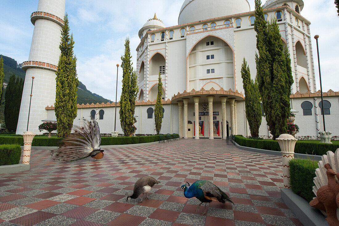 Peacocks outside the replica of the Taj Mahal at Jaime Duque Park in Columbia,Bogota,Columbia