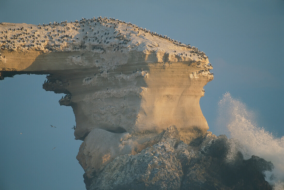 Tölpel, die sich von den Fischen ernähren, säumen einen hoch aufragenden Felsbogen, La Portada, Antofagasta, Chile