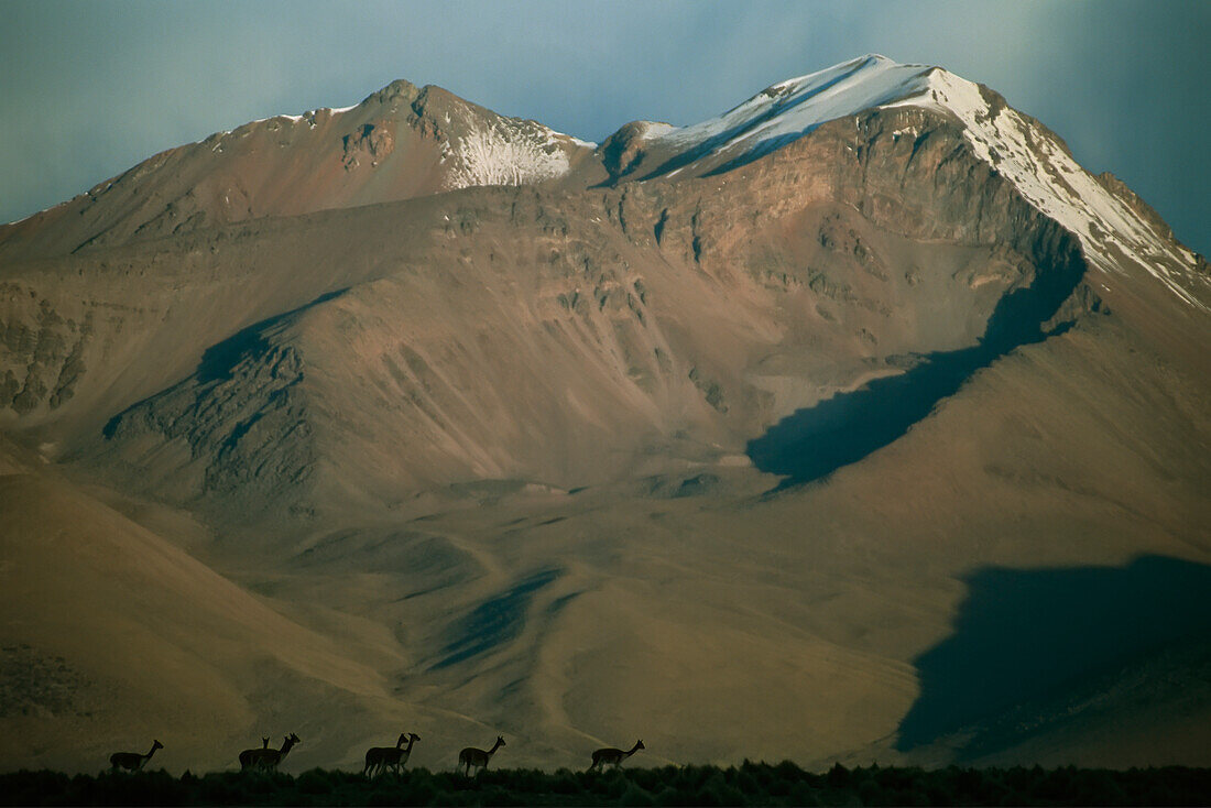 Lamaherde (Lama glama) vor der Kulisse der hoch aufragenden Anden in Chile, Chile