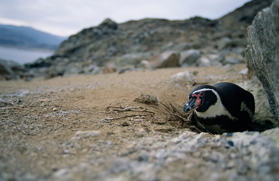 Humboldt,or Peruvian,penguin (Spheniscus humboldti) nests in the shadow of a rock in Pan de Azucar National Park,Chile